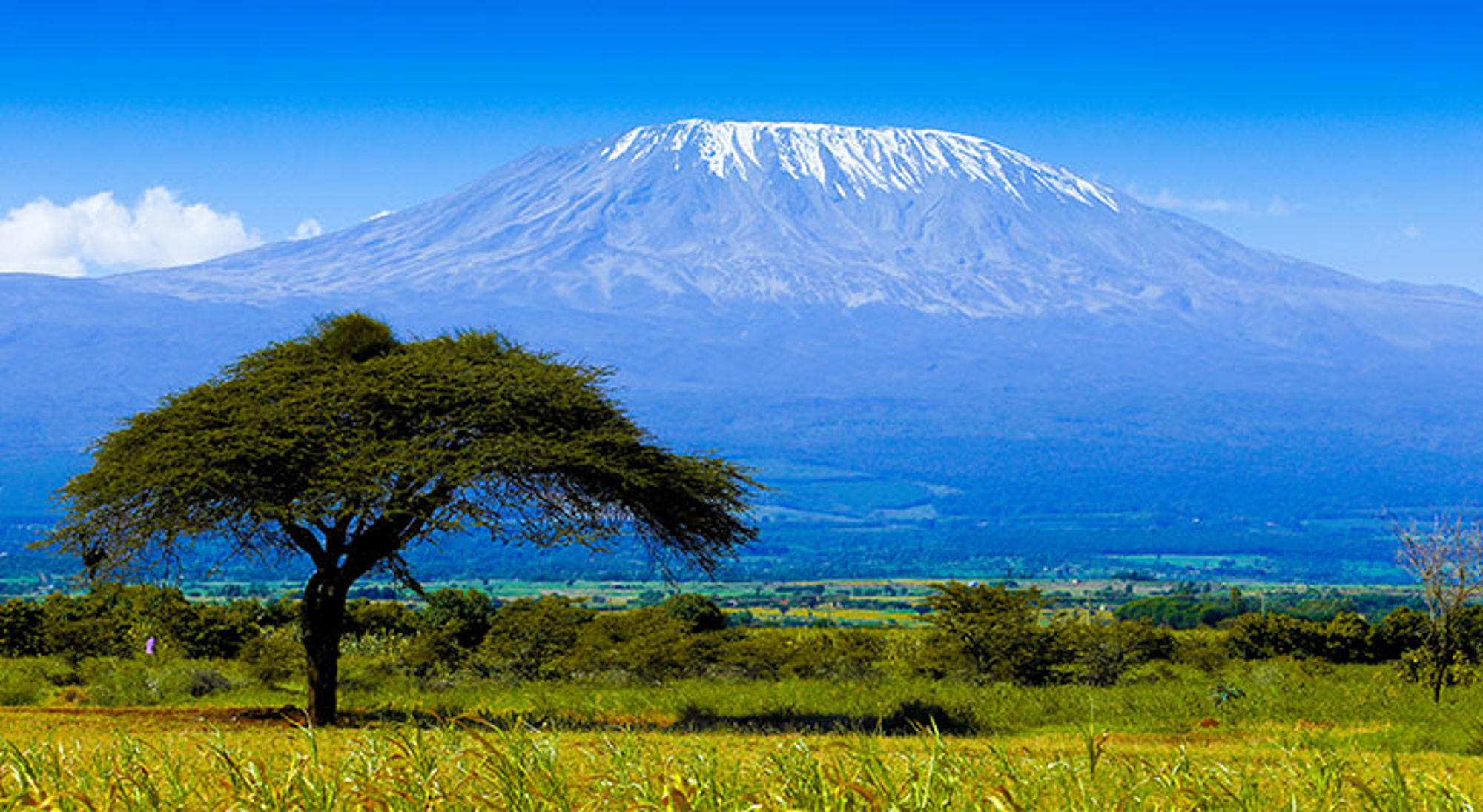 Kilimanjaro Besneeuwde top van de Kilimanjaro boven de savanne met acaciaboom in Tanzania.