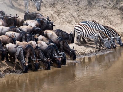 Zebra’s en gnoes drinken bij een waterpoel tijdens een safari in Kenia en Tanzania.