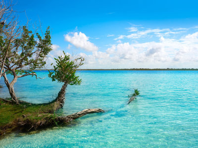 Turquoise water en mangrovebomen aan de oever van Laguna Bacalar in Mexico, Route Mexico.