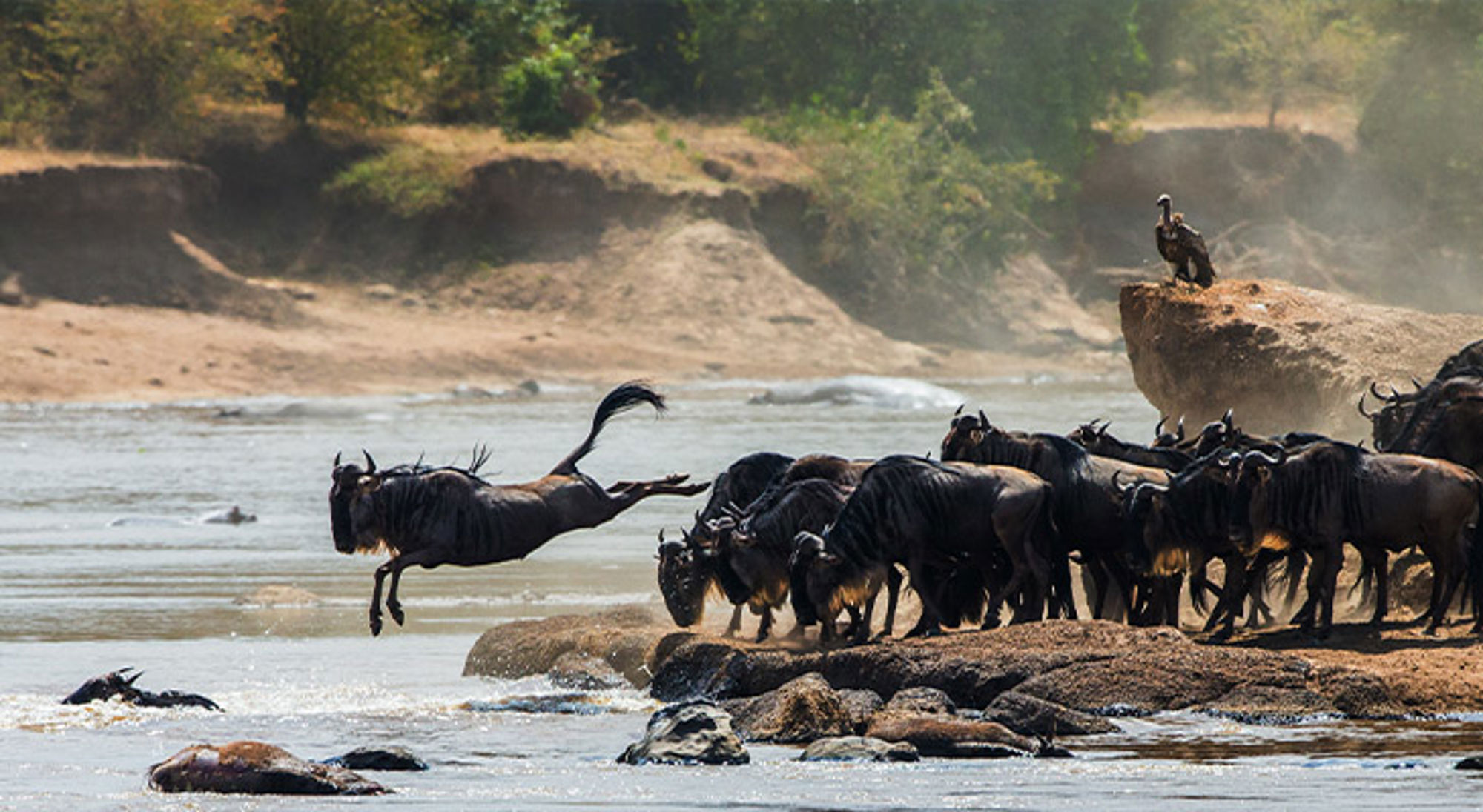 Tanzania Gnoes steken een rivier over tijdens de migratie, met een gnoe die in het water springt.