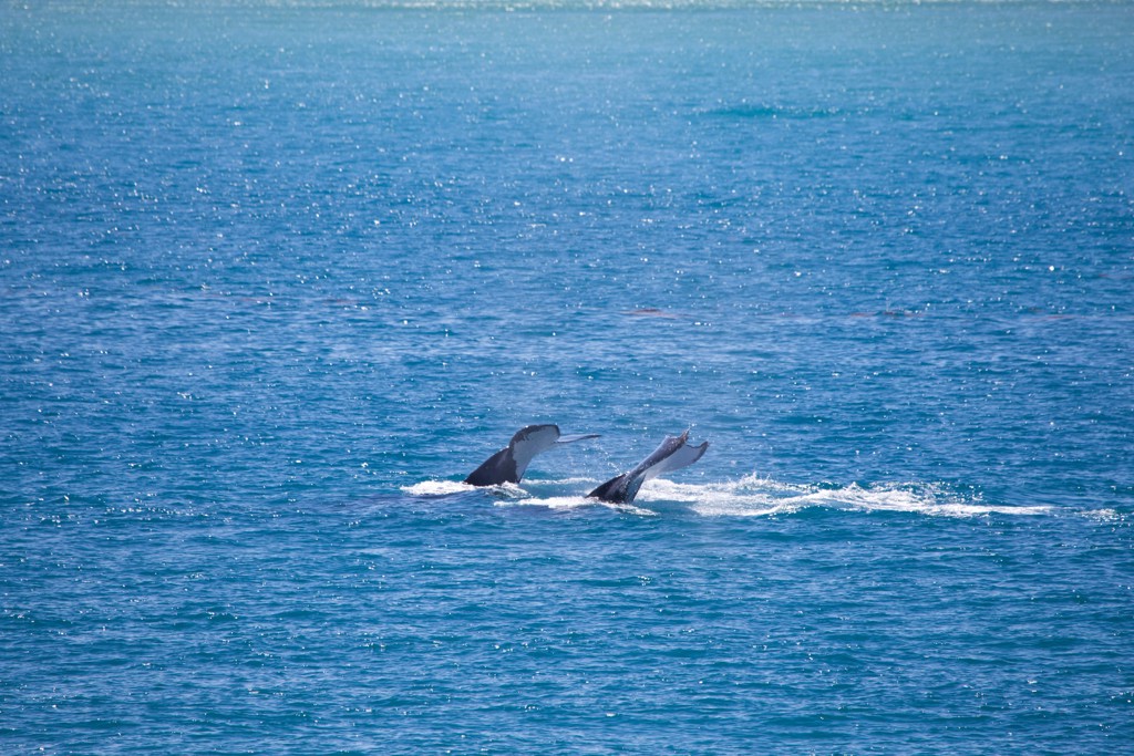 Walvissen duiken in de oceaan bij West-Australië tijdens een groepsrondreis.
