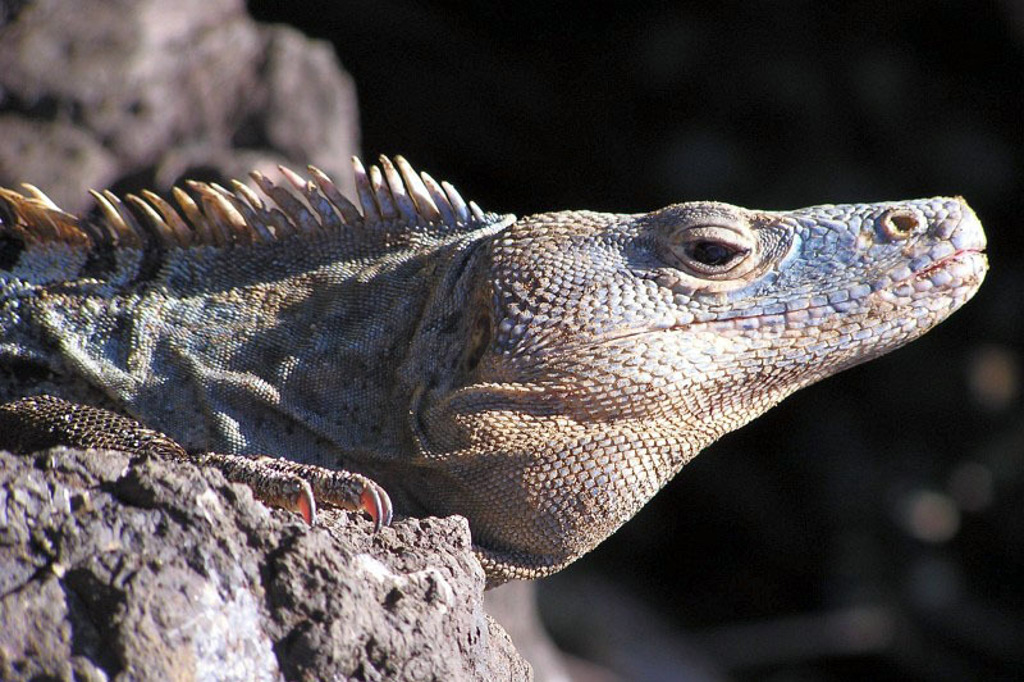 Leguaan op een rots in Costa Rica tijdens een familiereis.
