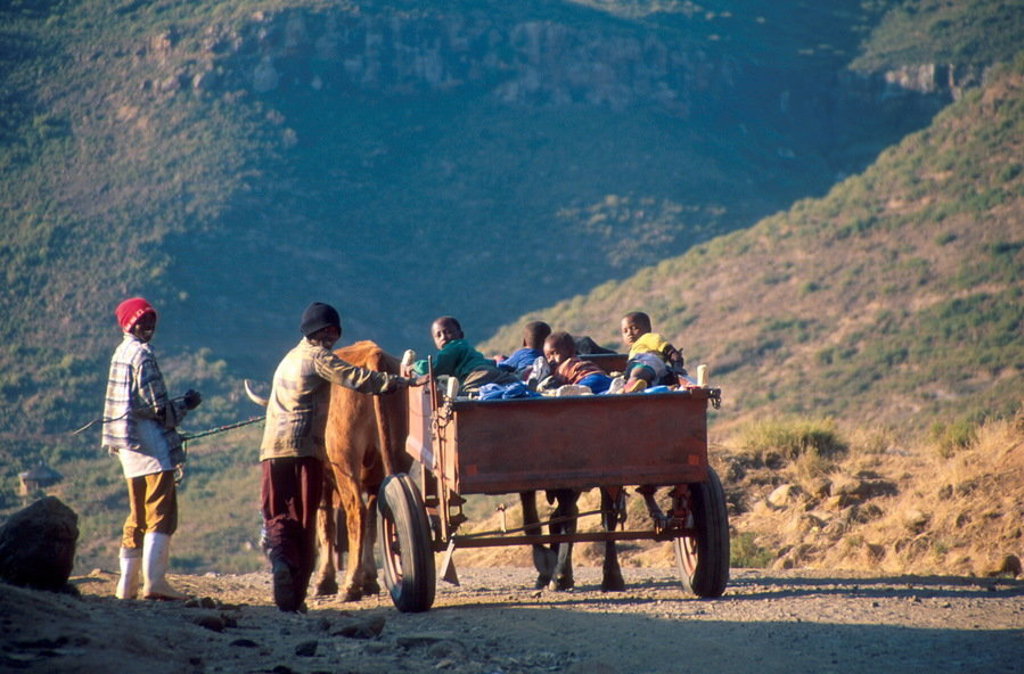 Ossenkar met kinderen op een bergweg in Lesotho tijdens groepsrondreis Zuid-Afrika, eSwatini en Lesotho.