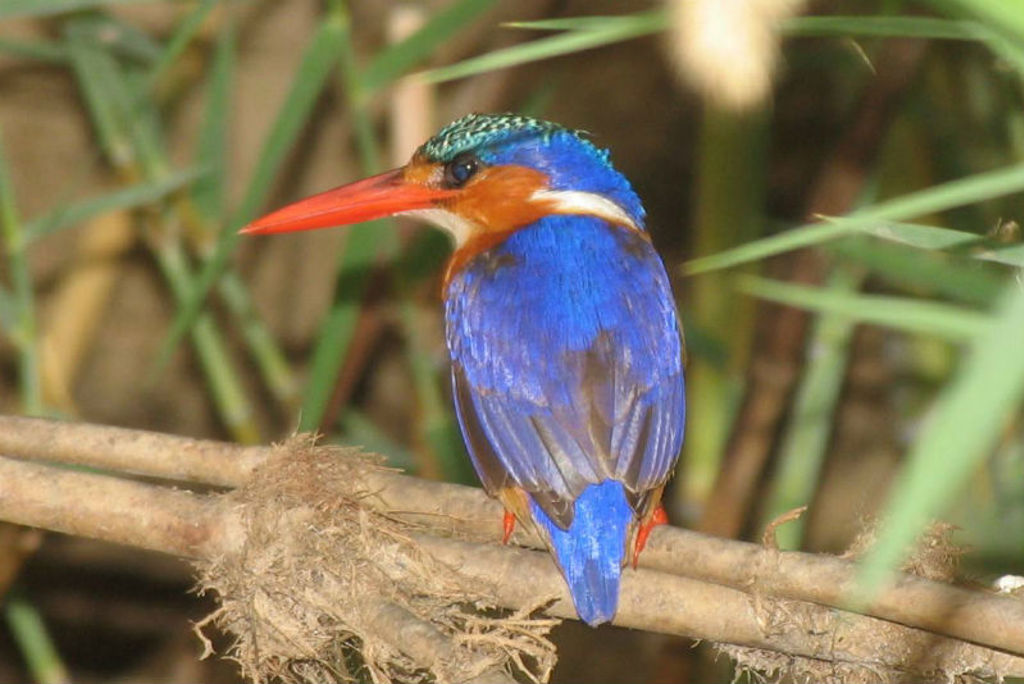Blauwe ijsvogel met rode snavel op een tak in Kenia.