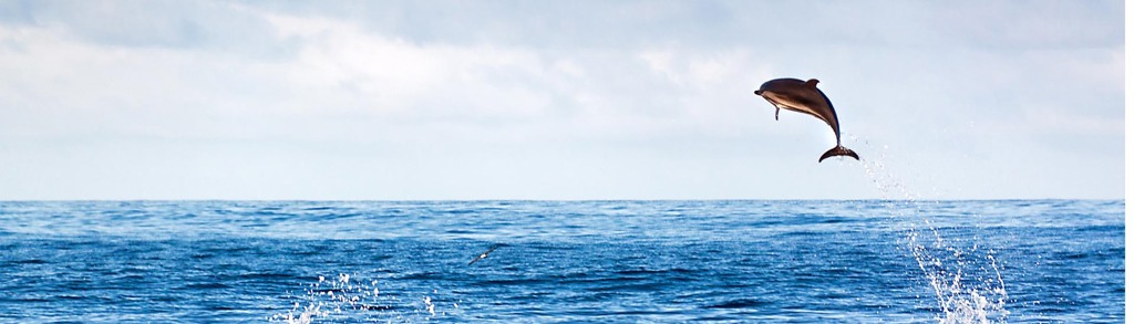 Dolfijn springt uit de oceaan bij de Azoren tijdens een familiereis.