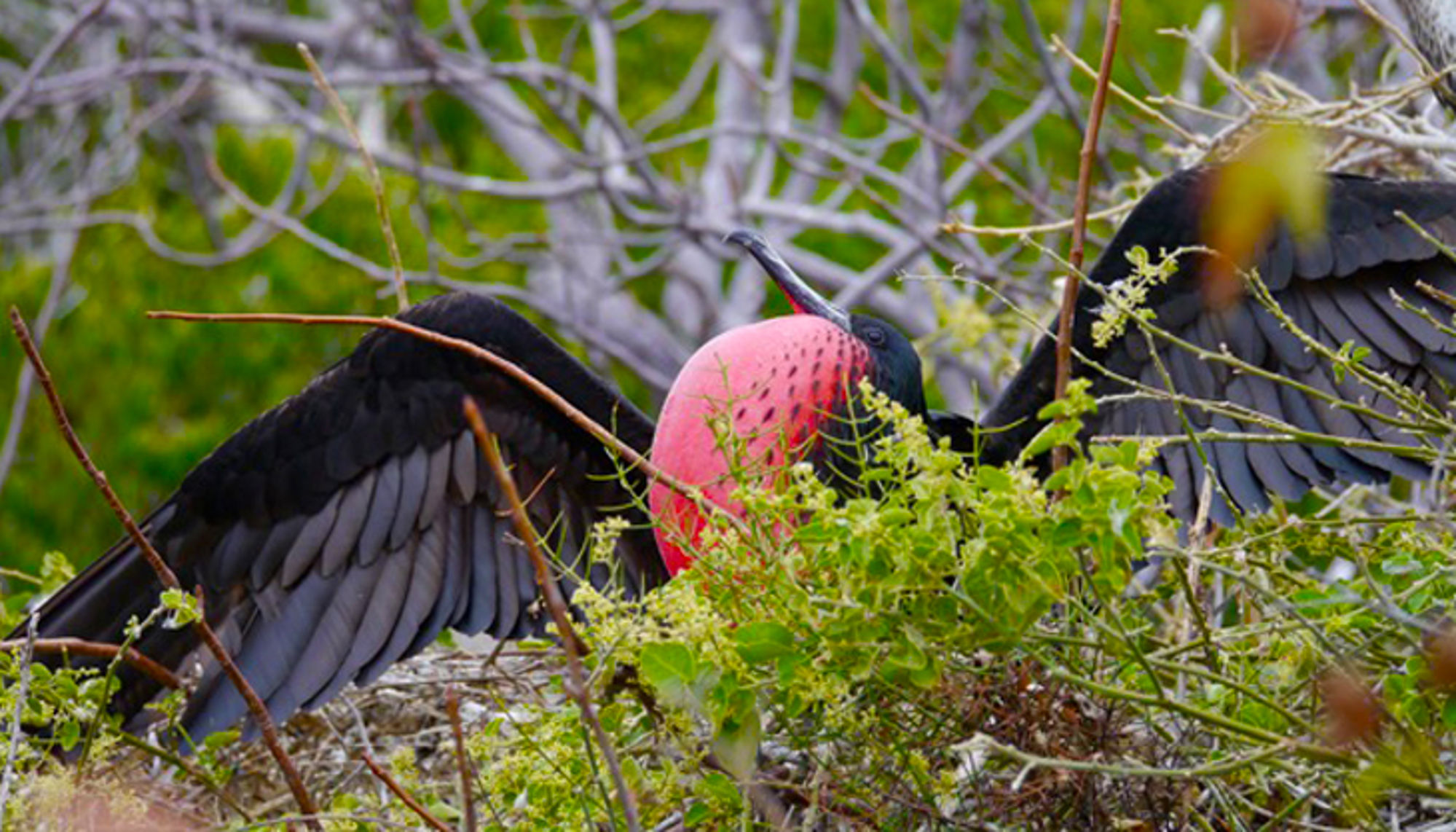 Vogel in Ecuador Fregatvogel met opgeblazen rode keelzak spreidt zijn vleugels in het struikgewas.