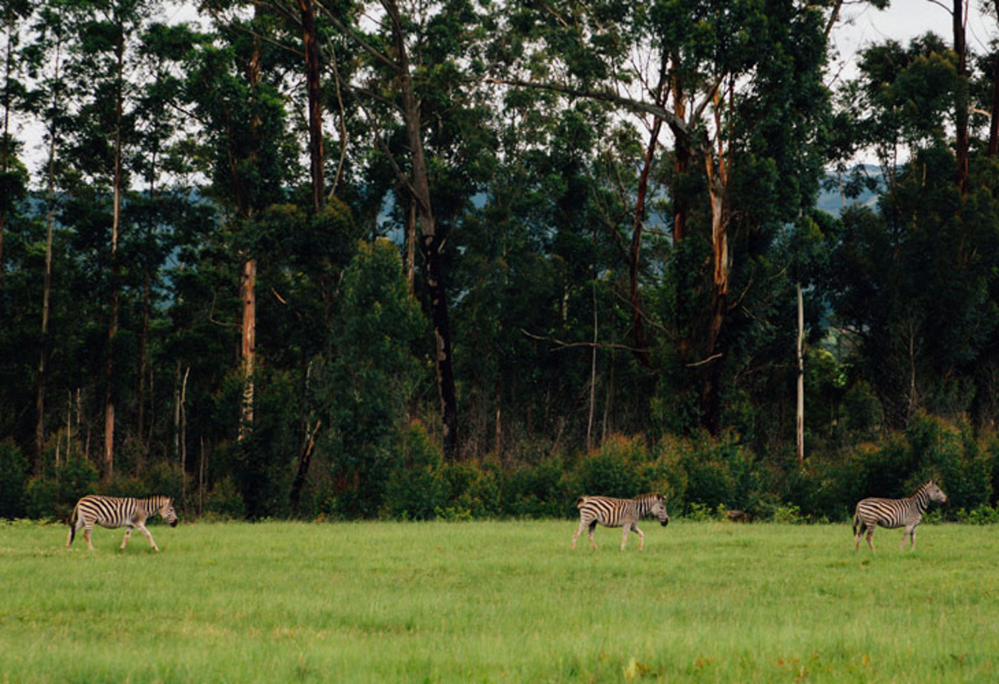Zebra’s grazen in een groene savanne met bomen op de achtergrond.