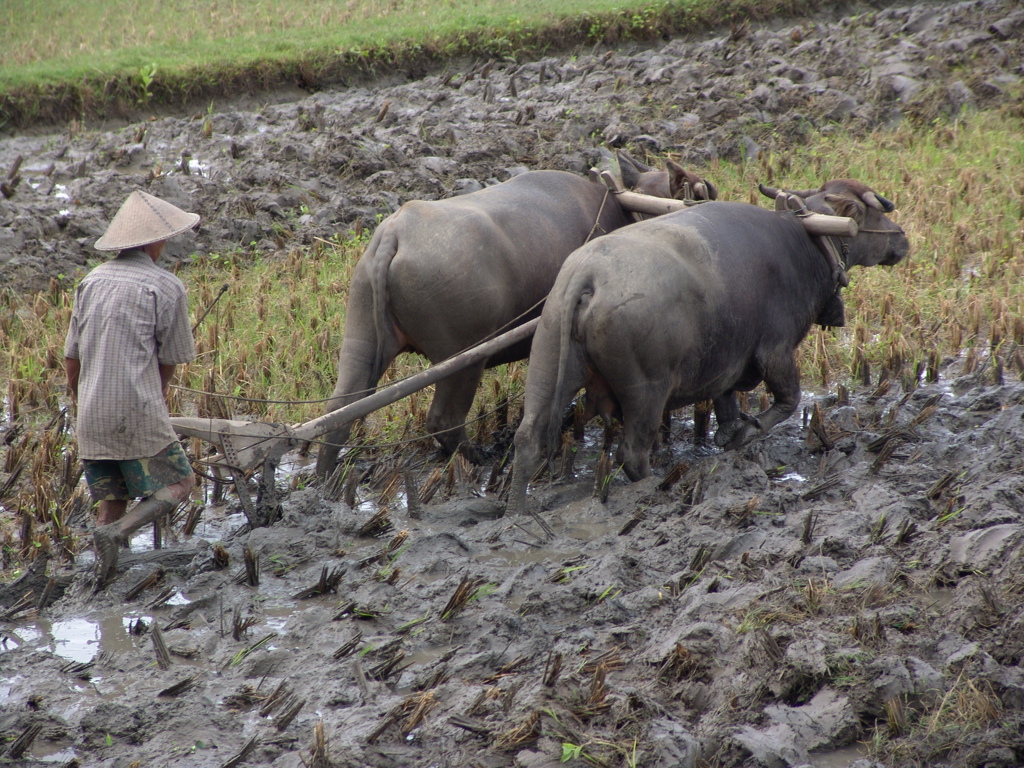 Boer ploegt rijstveld met waterbuffels tijdens rondreis Timor, Sumba en Bali.