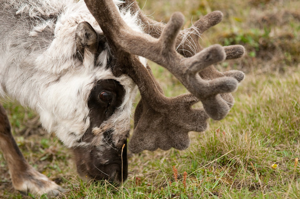 Rendier met groot gewei graast op de toendra van Spitsbergen.