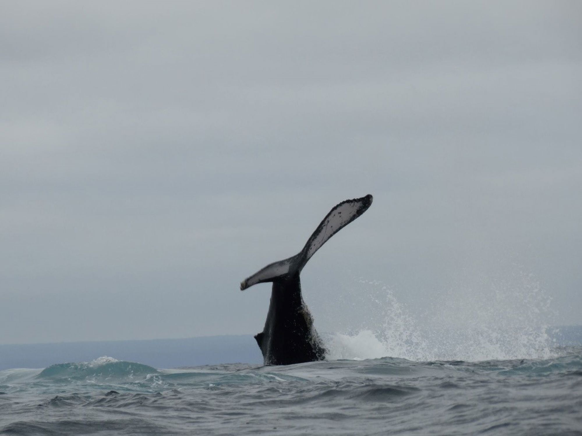 Orka bij de Galapagos eilanden Walvisstaart steekt boven de golven uit in zee, met opspattend water op de achtergrond.