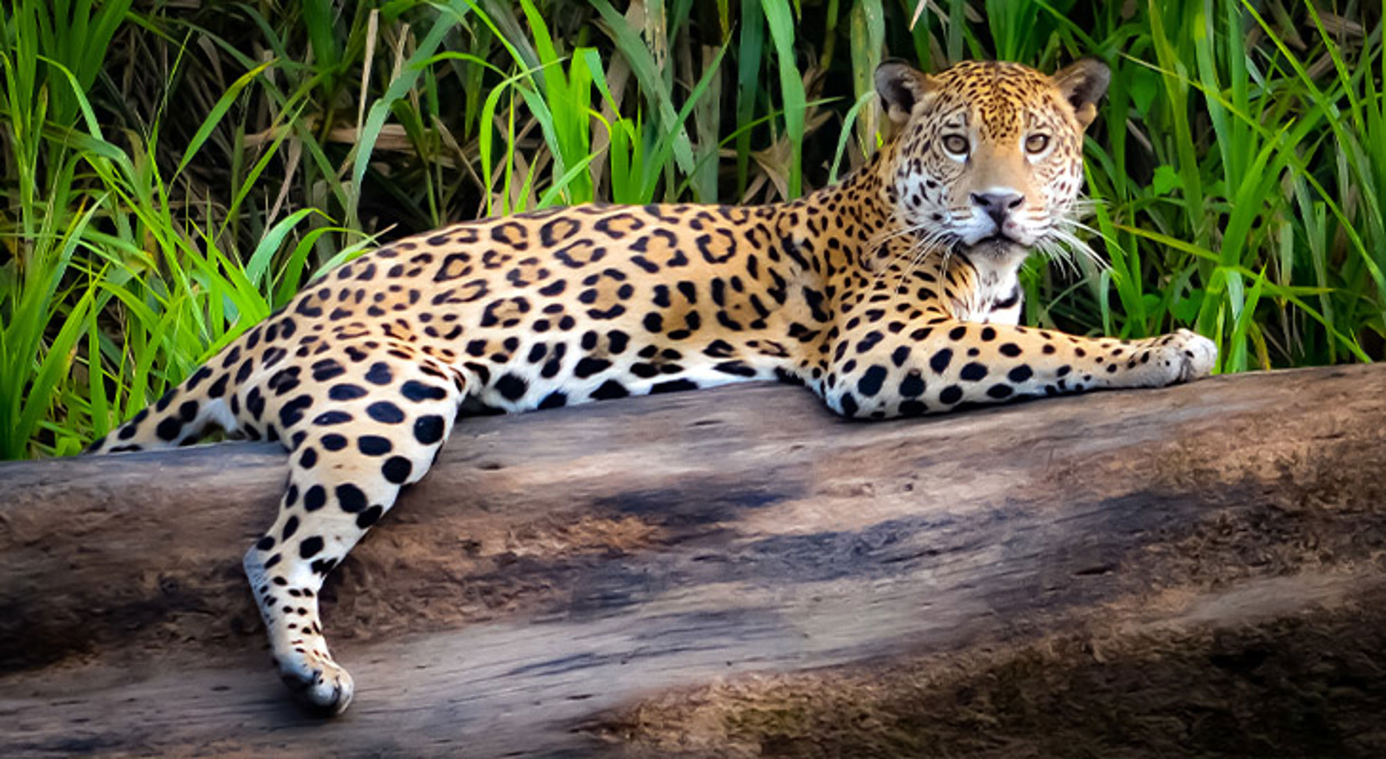 Jaguar Costa Rica Jaguar rust op een boomstam in het groen.