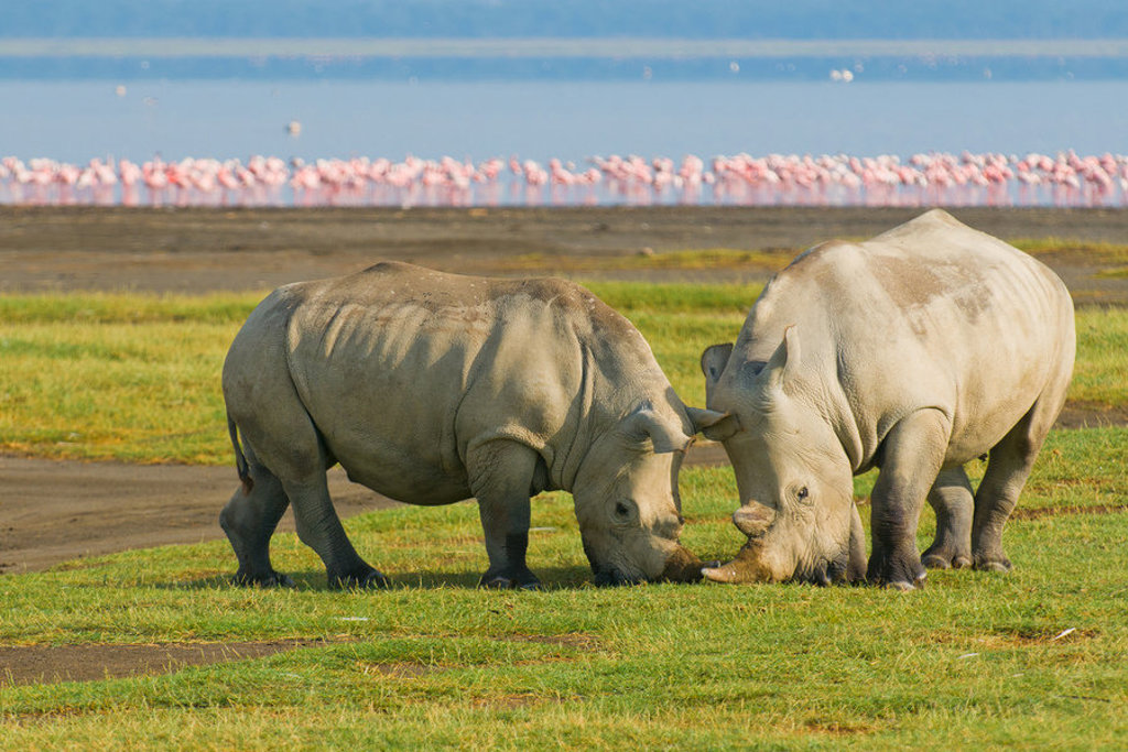 Twee neushoorns in gevecht op de savanne tijdens 22-35ers reis Kenia & Tanzania.