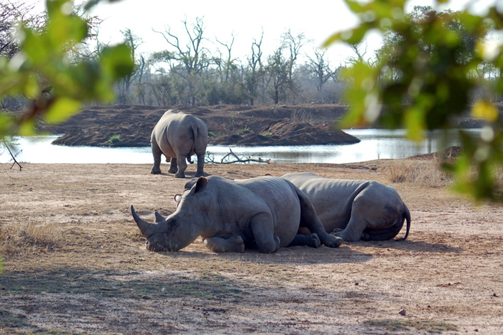 Neushoorns bij een waterplas tijdens familiereis Zuid-Afrika en eSwatini.