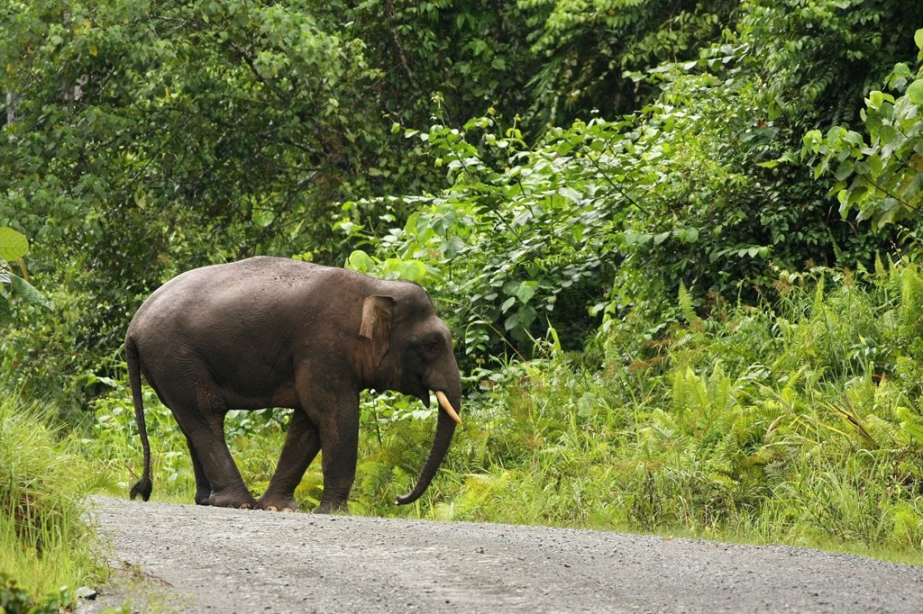 Borneose dwergolifant loopt langs een weg in het regenwoud van Maleisisch Borneo.