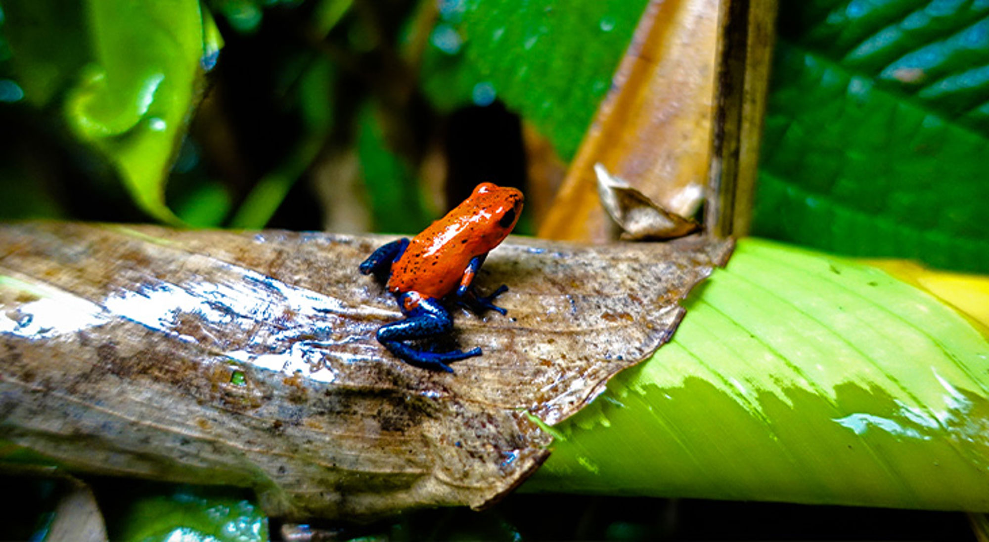 Rode kikker Costa Rica Oranje gifkikker op een natte stengel in het regenwoud.