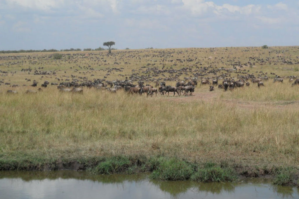 Grote kudde gnoes op de savanne in Kenia tijdens de Familiereis Kenia Comfort.