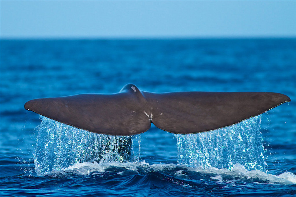 Walvisstaart die uit de Atlantische Oceaan omhoogkomt bij São Miguel, Azoren.
