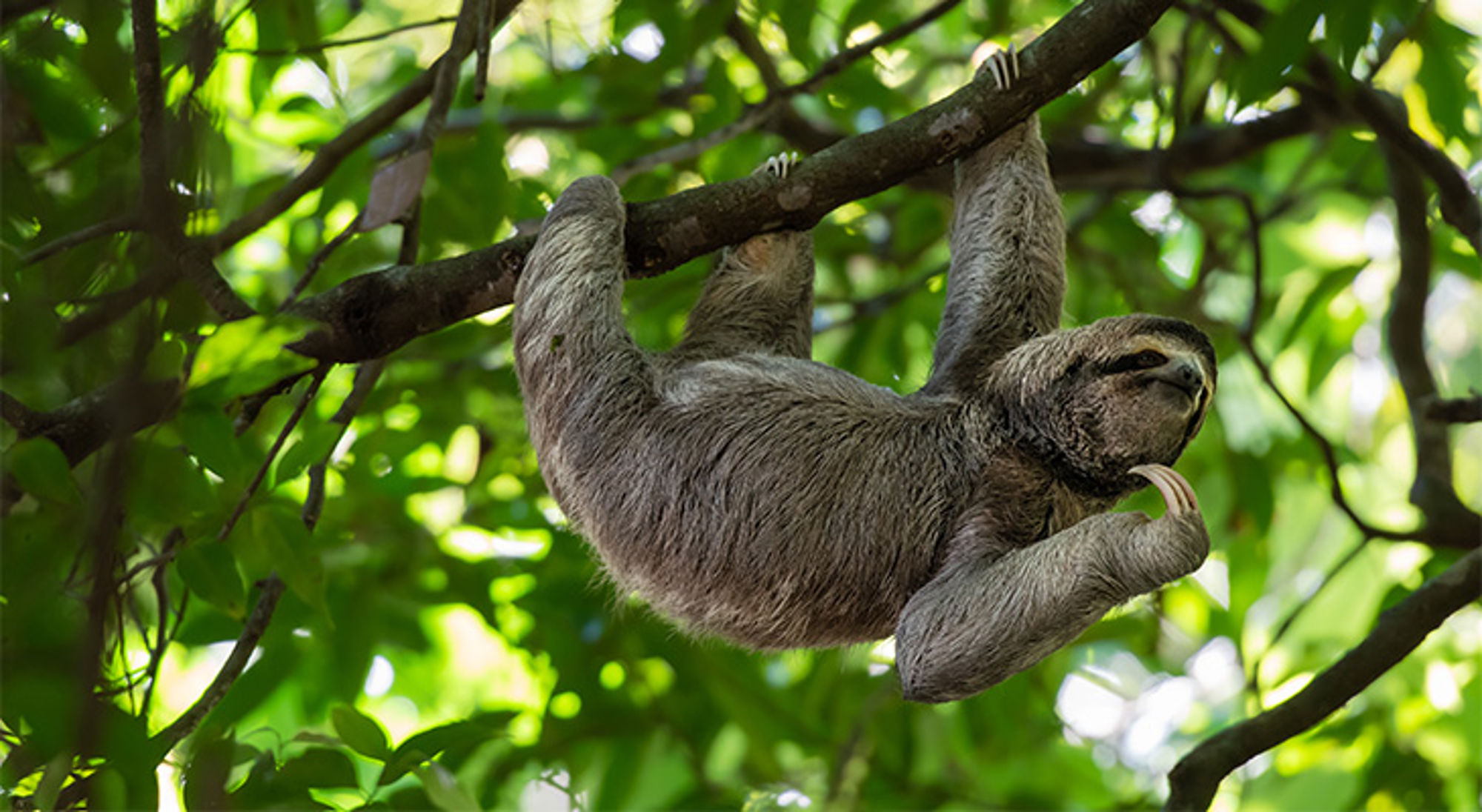 Luiaard Costa Rica Luiaard hangt aan een boomtak tussen groen bladerdek.