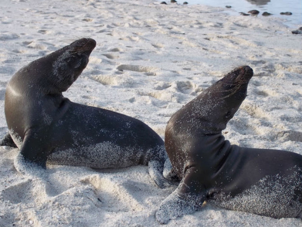 Twee zeeleeuwen rusten op het witte zandstrand van de Galapagoseilanden, Ecuador.