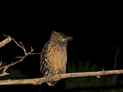 Bruine uil met gele ogen op een tak in het regenwoud van Maleisisch Borneo.