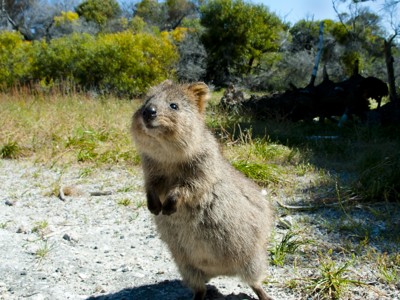 Quokka op Rottnest Island in West-Australië, staand in de duinen tussen struiken.