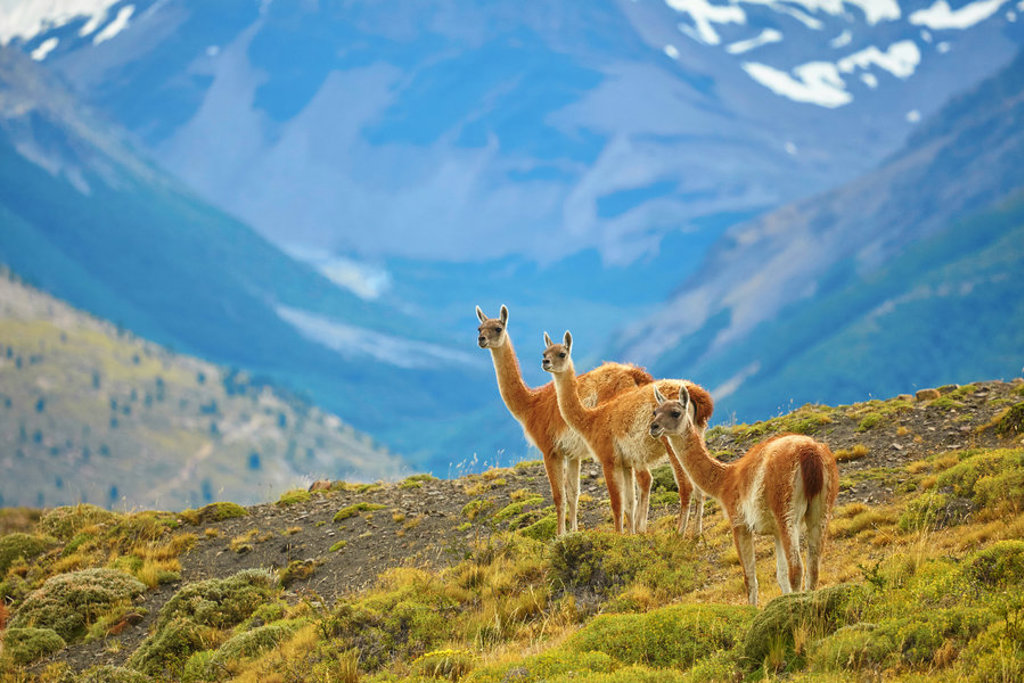 Guanaco’s op een heuvel in Patagonië met besneeuwde bergen op de achtergrond.