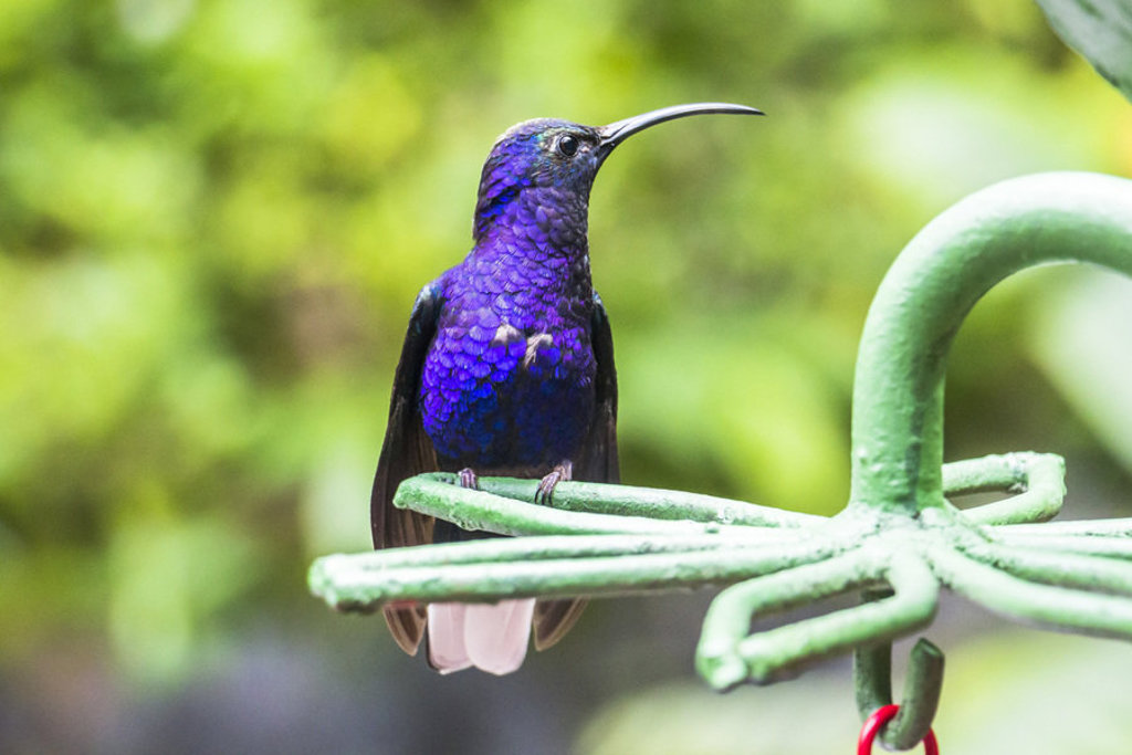 Paarse kolibrie op een groene voederhouder tijdens een groepsrondreis Costa Rica.