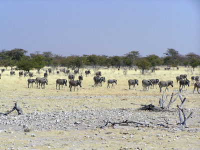 Zebra’s in de savanne van Etosha National Park tijdens de Route Namibië rondreis.