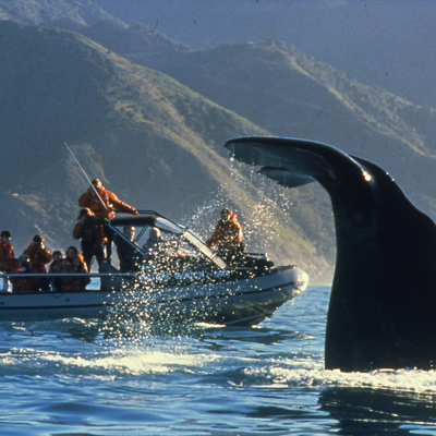 Walvisstaart naast excursieboot bij Kaikoura tijdens walvisexcursie (ter plaatse betalen).