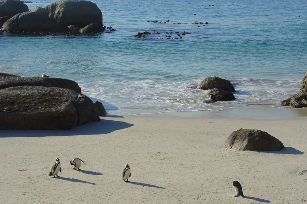 Pinguïns op het strand bij Kaapstad, met rotsen en de oceaan op de achtergrond.