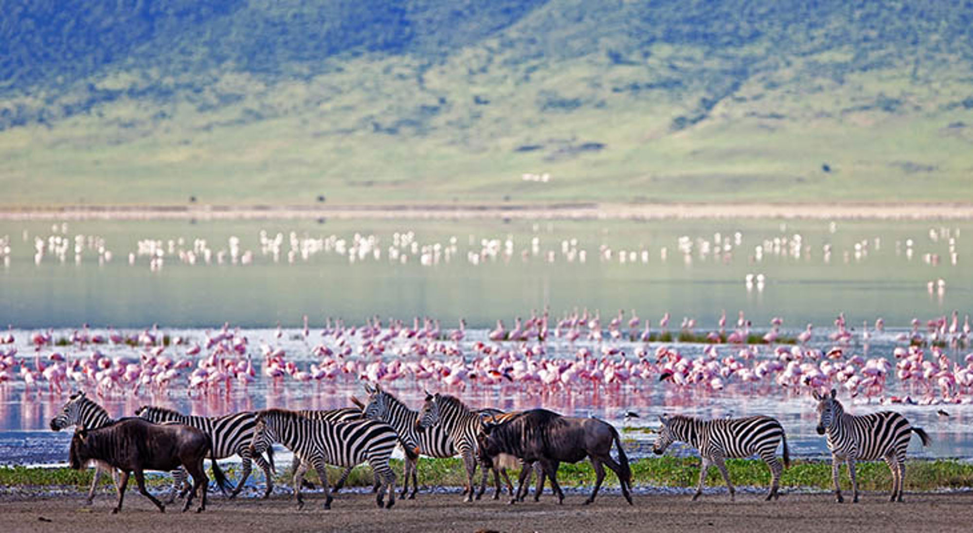 Zebra's en flamingo's bij Ngorongoro Krater Zebra’s en gnoes bij Lake Manyara met flamingo’s op de achtergrond, Tanzania.