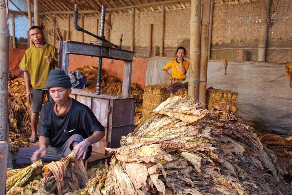 Tabaksarbeiders verwerken gedroogde tabaksbladeren in een loods op Java, Indonesië.