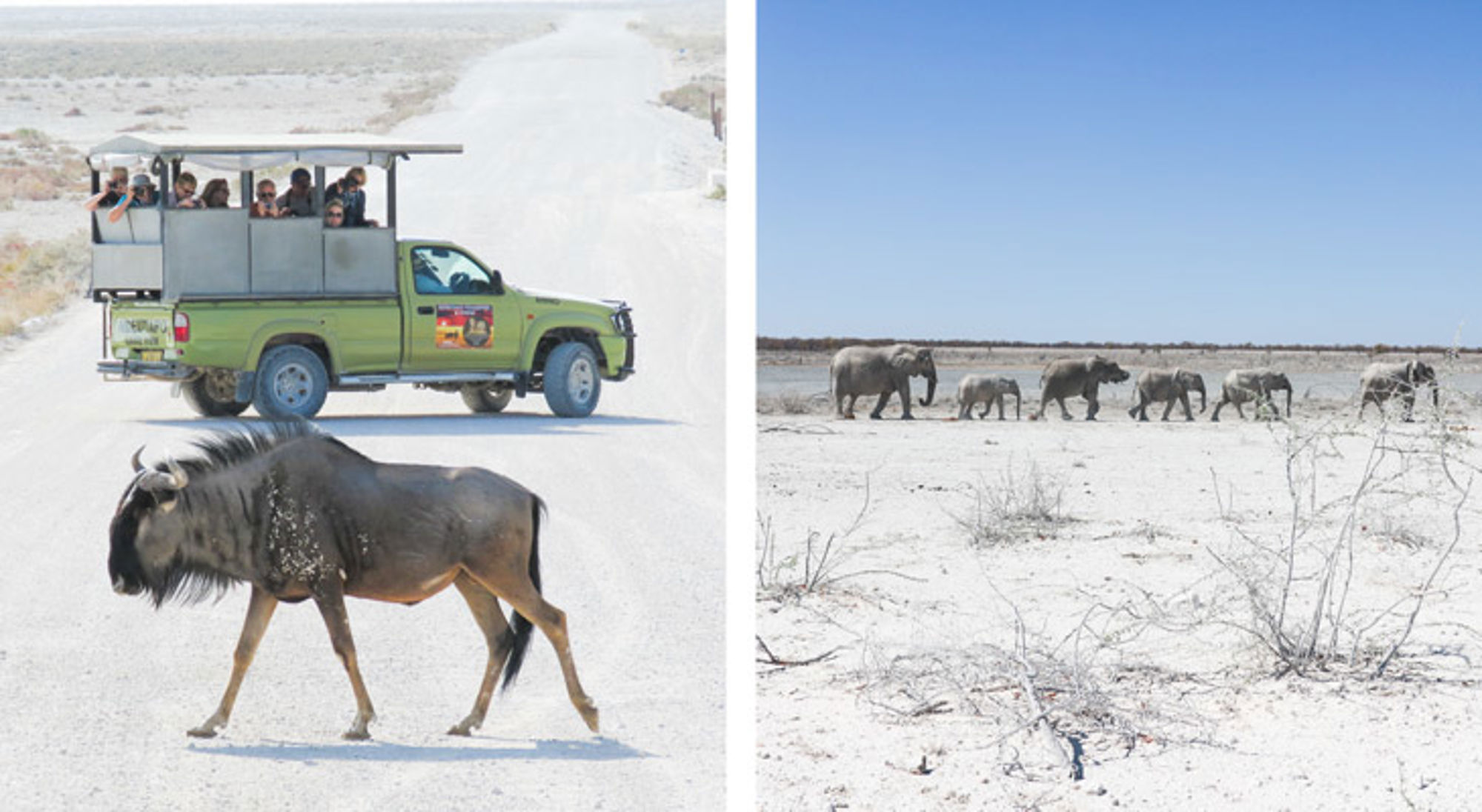 Etosha National Park, Namibië Safari-jeep met toeristen bij een overstekende gnoe en een kudde olifanten op een droge zoutvlakte.
