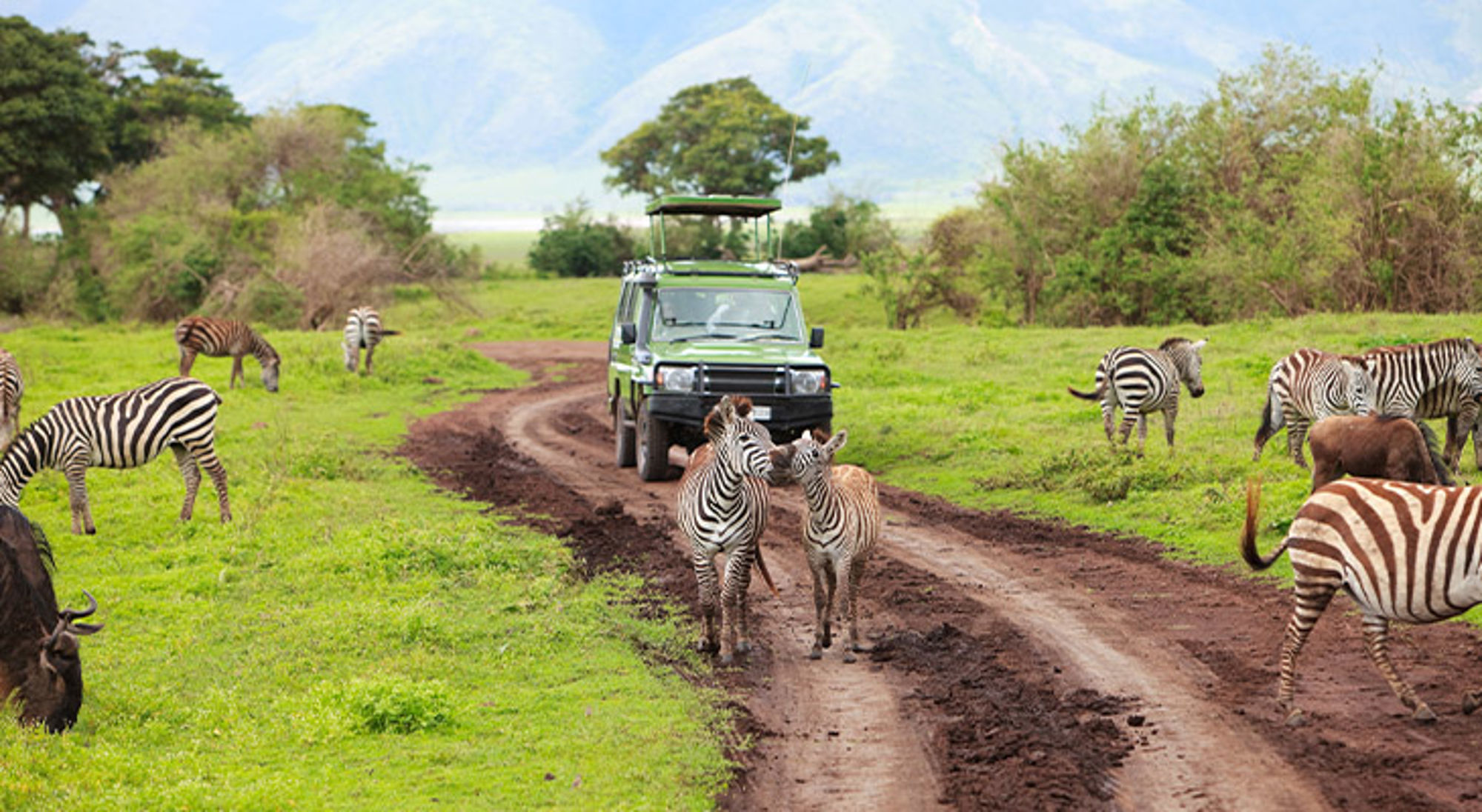 Kenia Safari-jeep op een modderige weg tussen grazende zebra’s in een groen natuurgebied.
