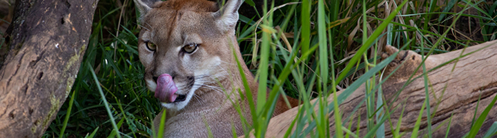 Poema (puma) in het gras in Latijns-Amerika, met tong uit.