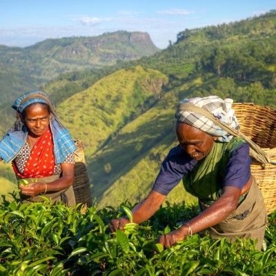 Theeplukkers in een theeplantage in de groene heuvels van Sri Lanka tijdens een groepsrondreis.