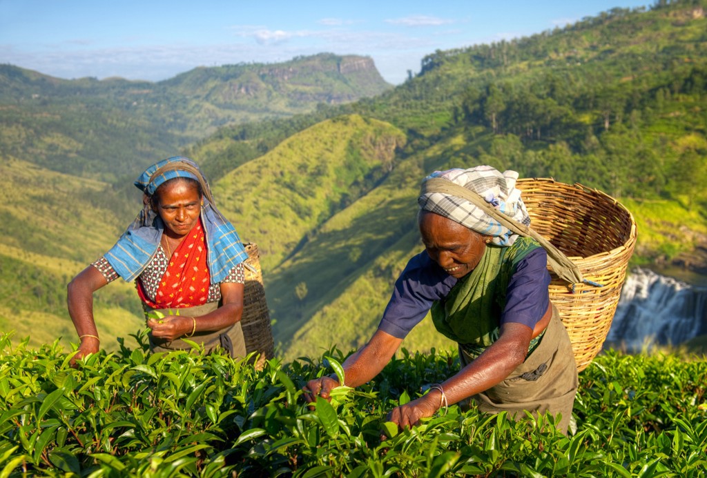 Theeplukkers in een theeplantage in de groene heuvels van Sri Lanka tijdens een groepsrondreis.