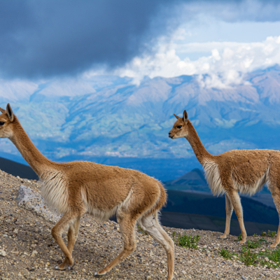 Twee vicuña’s in het Andesgebergte in Ecuador, met wolken en bergen op de achtergrond.