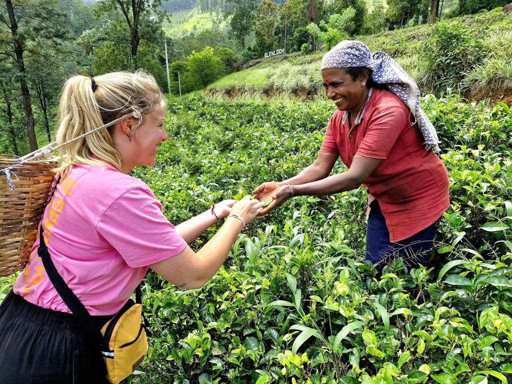 Reiziger plukt thee met lokale plukker op een theeplantage in Sri Lanka tijdens een 22-35ers groepsrondreis.