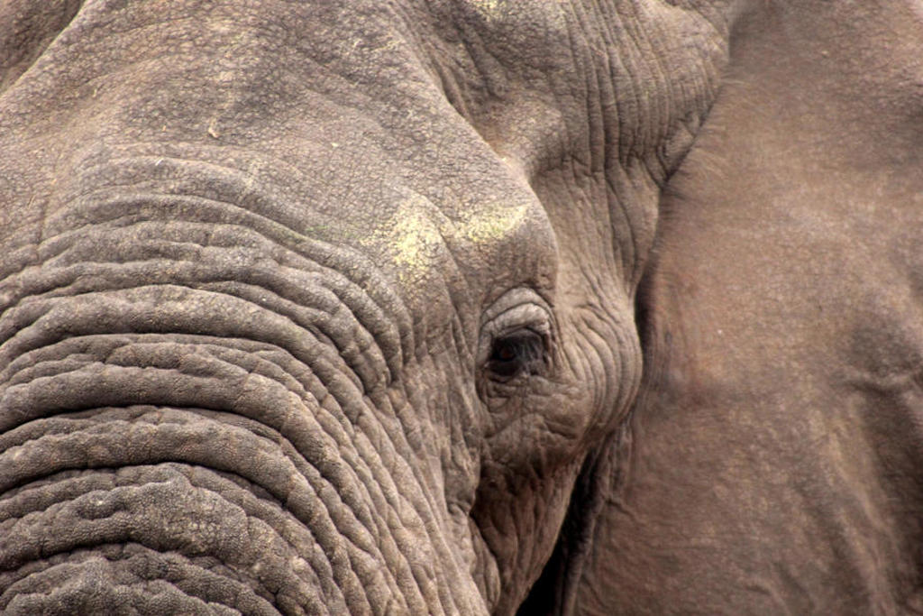 Close-up van een olifant tijdens de groepsrondreis Zuid-Afrika Tuinroute.
