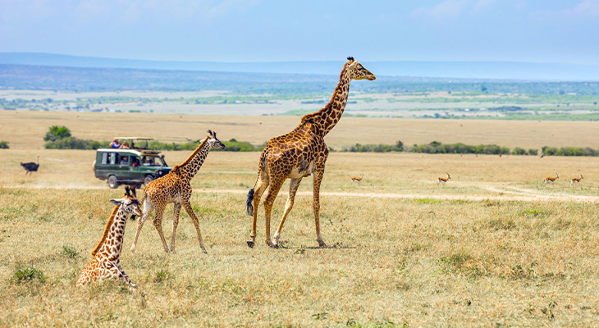 Bekijk wilde dieren vanaf gepaste afstand Giraffen op de savanne tijdens safari, met safarijeep op de achtergrond.