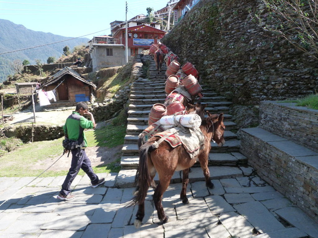 Dragers met muilezels op stenen trap in bergdorp tijdens trektocht naar Annapurna Basecamp, Nepal.