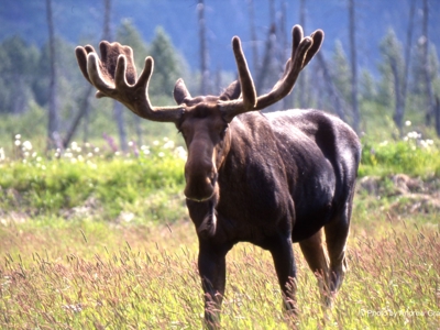 Eland met groot gewei in een groene vallei in Alaska en Yukon tijdens Route Alaska.