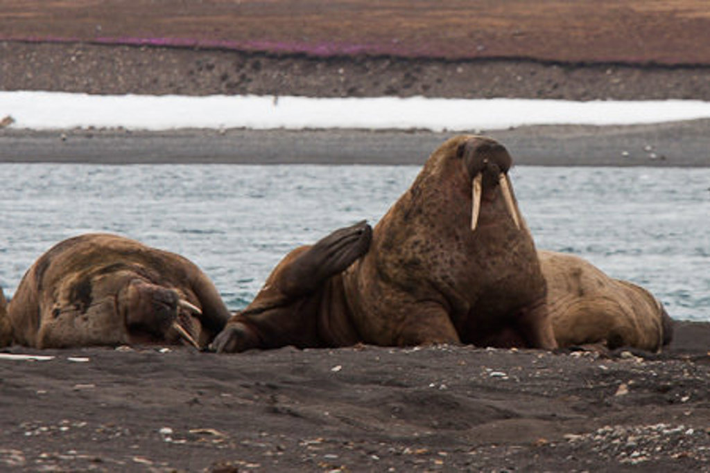 Walrussen rusten op een strand aan de kust van Spitsbergen tijdens de groepsrondreis met de Antigua.