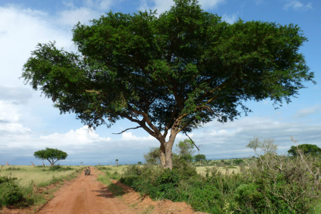 Savannelandschap in Uganda met rode zandweg en grote acaciaboom tijdens groepsrondreis Uganda en Rwanda.