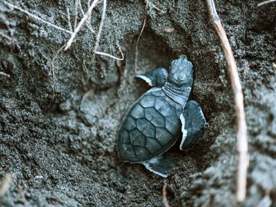 Jonge zeeschildpad kruipt uit het zand op het strand in Costa Rica.