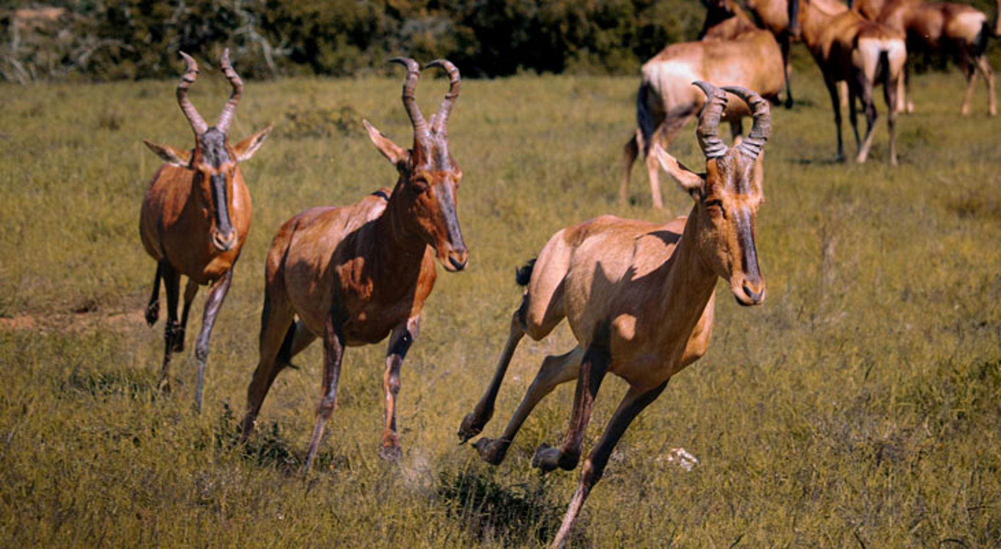 Antilopen Addo Elephant National Park Hartebeesten rennen over de savanne in Zuid-Afrika.