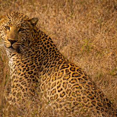 Luipaard in het hoge gras tijdens safari op familiereis Zuid-Afrika en eSwatini.