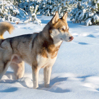 Husky in de sneeuw tijdens familiereis Lapland Winter in Finland.