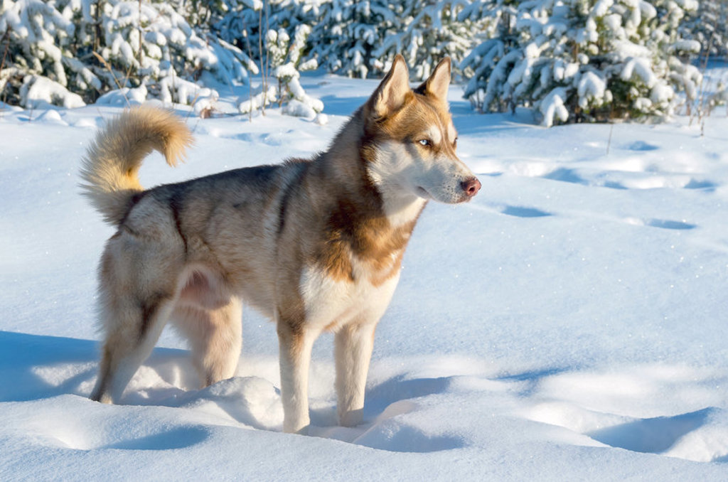 Husky in de sneeuw tijdens familiereis Lapland Winter in Finland.